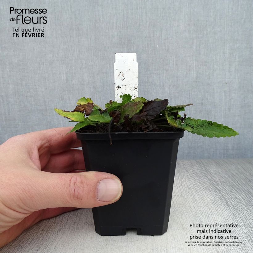 Amostra de Stachys officinalis - Bétoine officinale Vaso de 8/9 cm tal como entregue no inverno