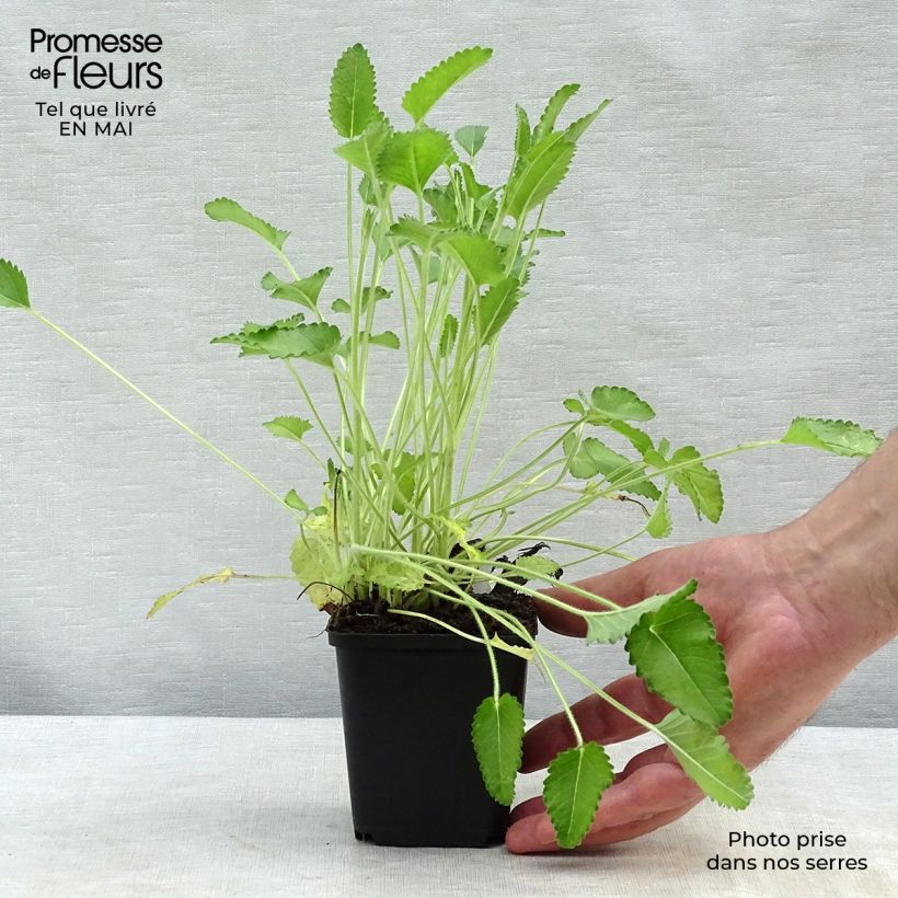 Amostra de Stachys officinalis Pink Cotton Candy Vaso de 8/9 cm tal como entregue na primavera