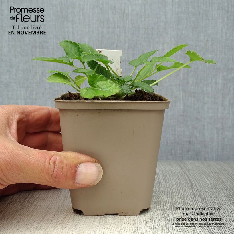 Amostra de Stachys officinalis Pink Cotton Candy Vaso de 8/9 cm tal como entregue no outono