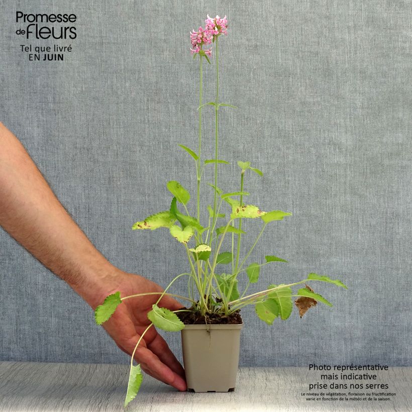 Amostra de Stachys officinalis Pink Cotton Candy Vaso de 8/9 cm tal como entregue no verão