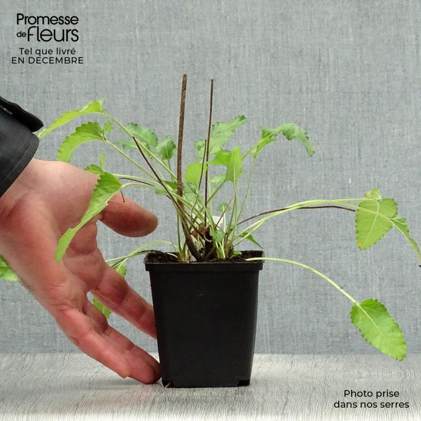 Amostra de Stachys officinalis Pink Cotton Candy - Bétoine officinale Vaso de 8/9 cm tal como entregue no inverno