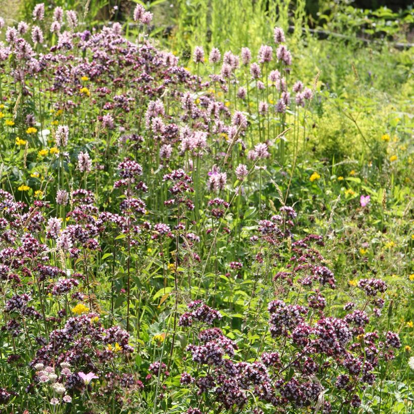 Stachys officinalis Pink Cotton Candy (Hábito)