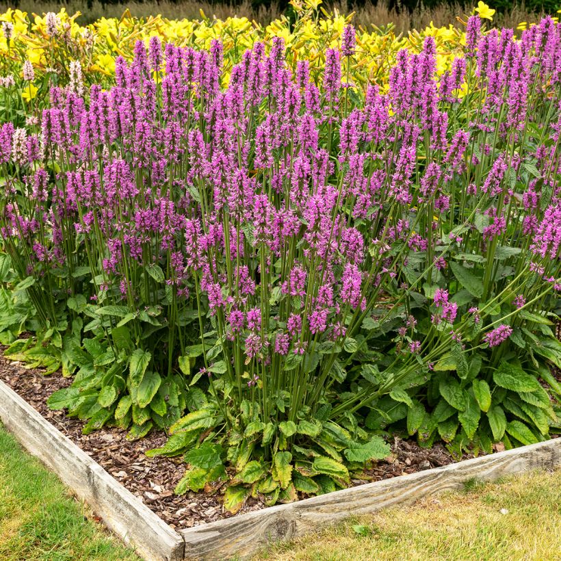 Stachys officinalis (Hábito)
