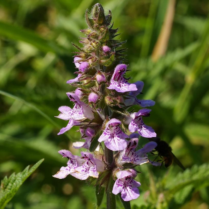 Stachys palustris (Floração)