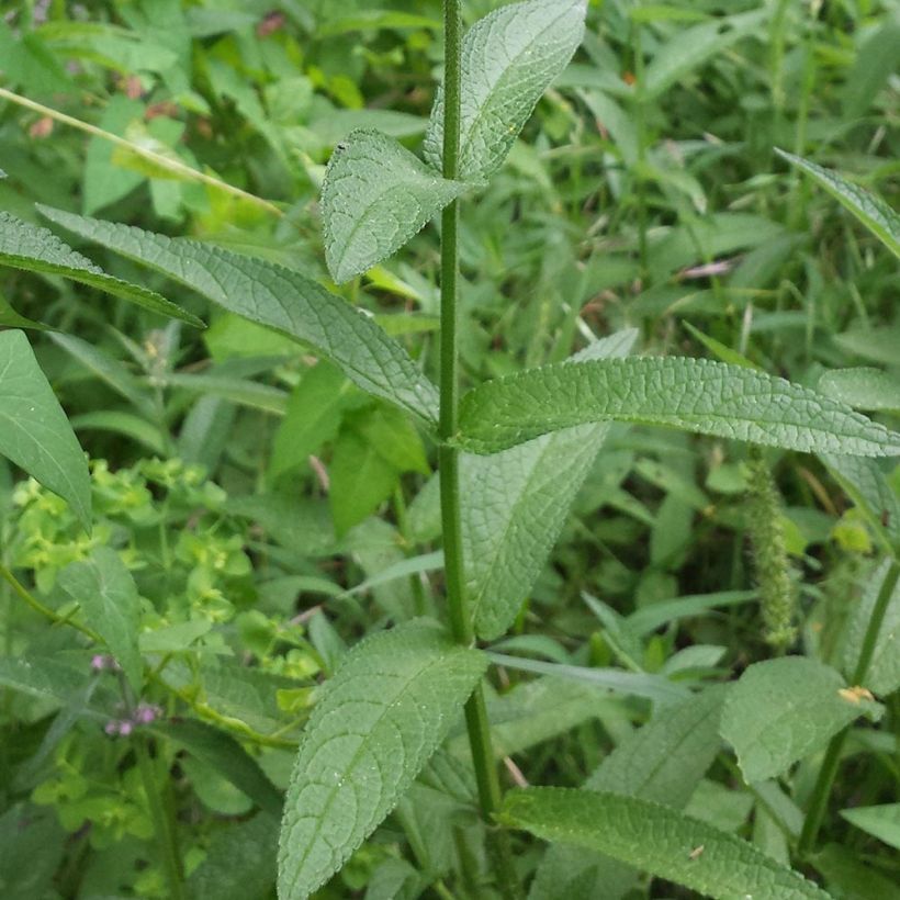 Stachys palustris (Folhagem)
