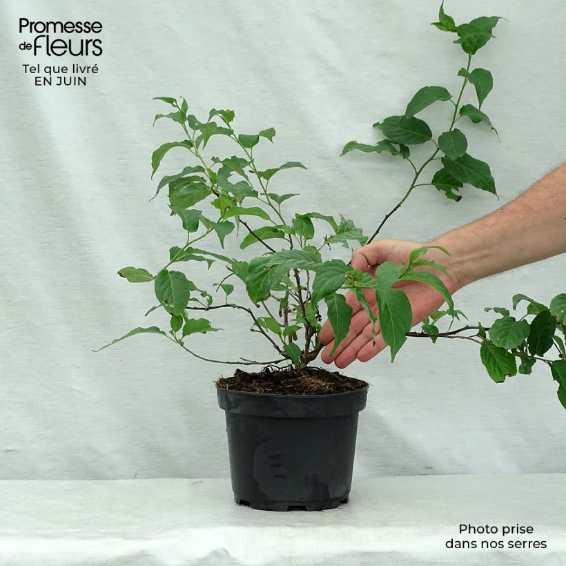 Amostra de Stachyurus chinensis Celina Vaso de 3 L/4 L tal como entregue no verão