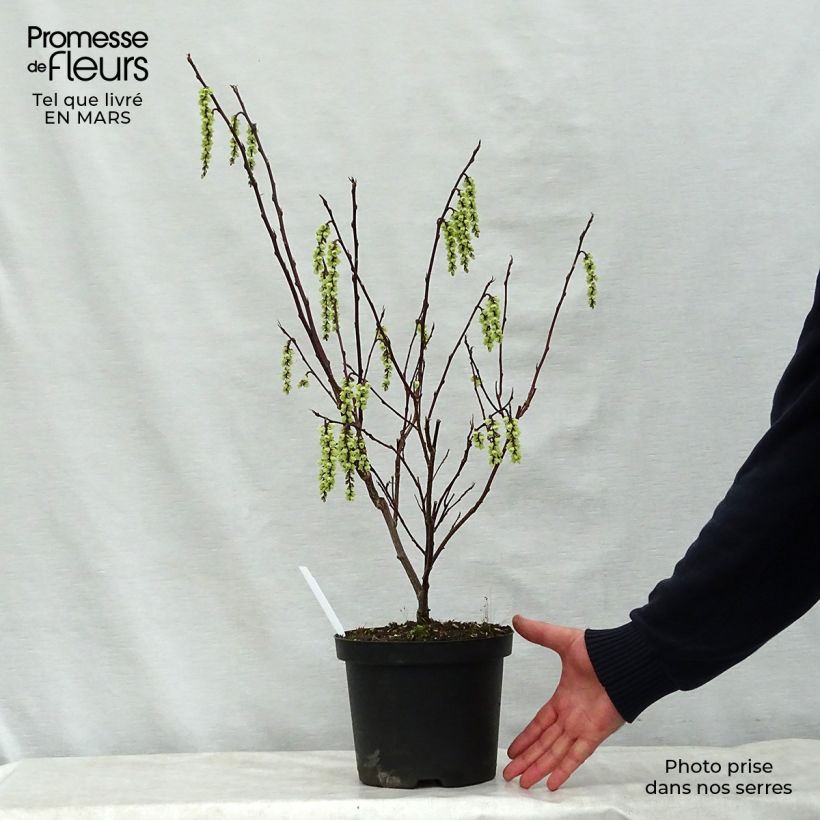Amostra de Stachyurus chinensis Celina Vaso de 3 L/4 L tal como entregue na primavera