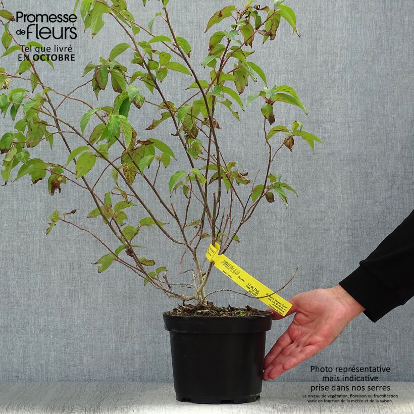 Amostra de Stachyurus chinensis Celina Vaso de 3 L/4 L tal como entregue no outono