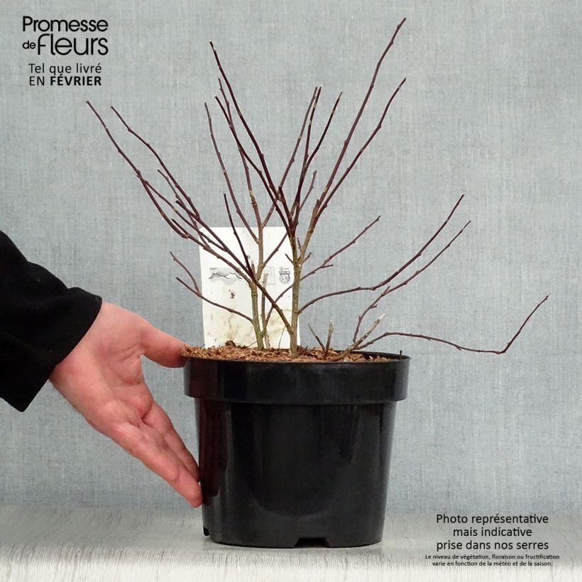 Amostra de Stachyurus chinensis Celina Vaso de 3 L/4 L tal como entregue no inverno