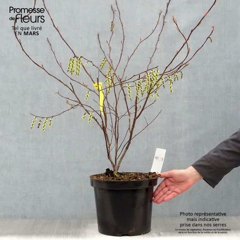 Amostra de Stachyurus chinensis Celina Vaso de 7,5 L/10 L tal como entregue na primavera