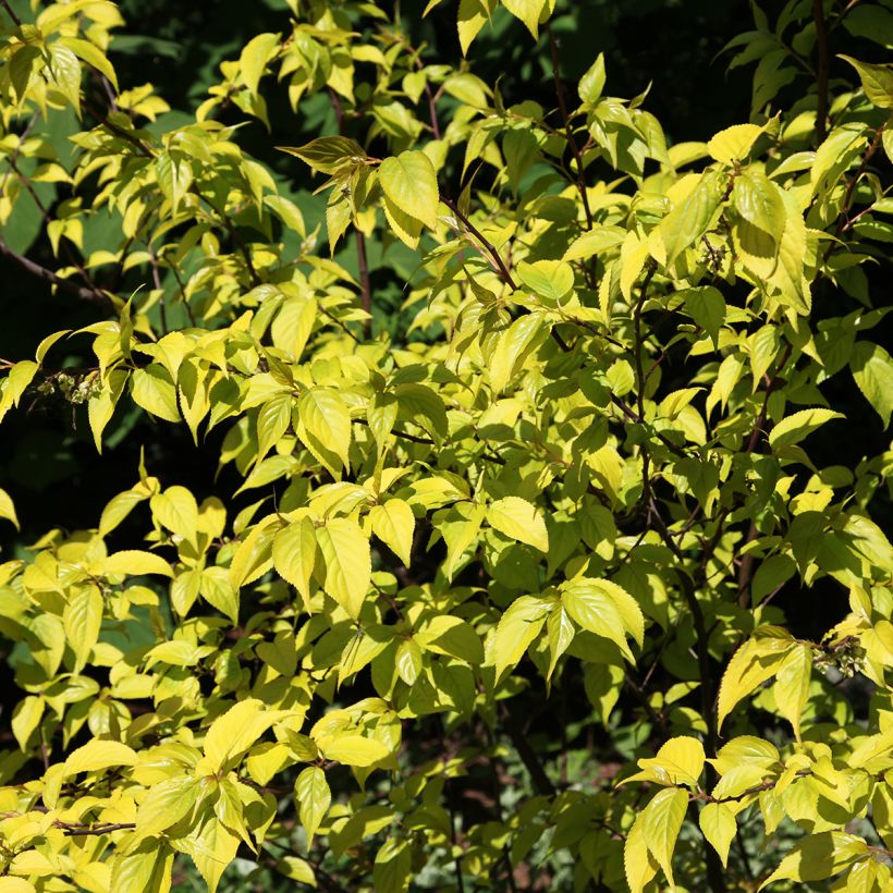 Stachyurus chinensis Goldbeater (Folhagem)