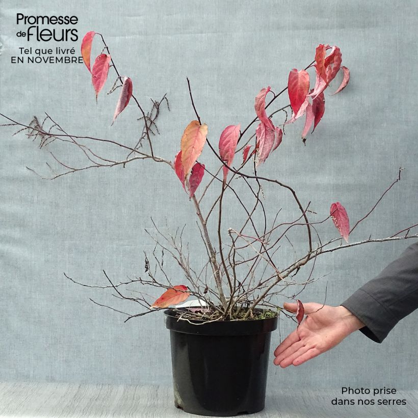 Amostra de Stachyurus chinensis Joy Forever Vaso de 7,5 L/10 L tal como entregue no outono