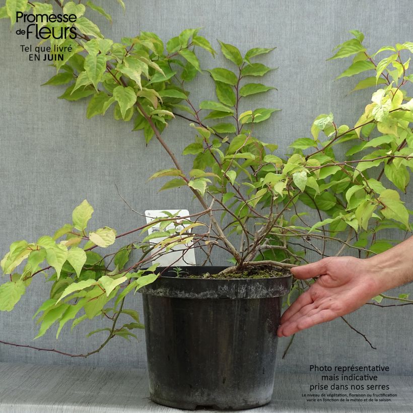 Amostra de Stachyurus chinensis Joy Forever Vaso de 7,5 L/10 L tal como entregue no verão