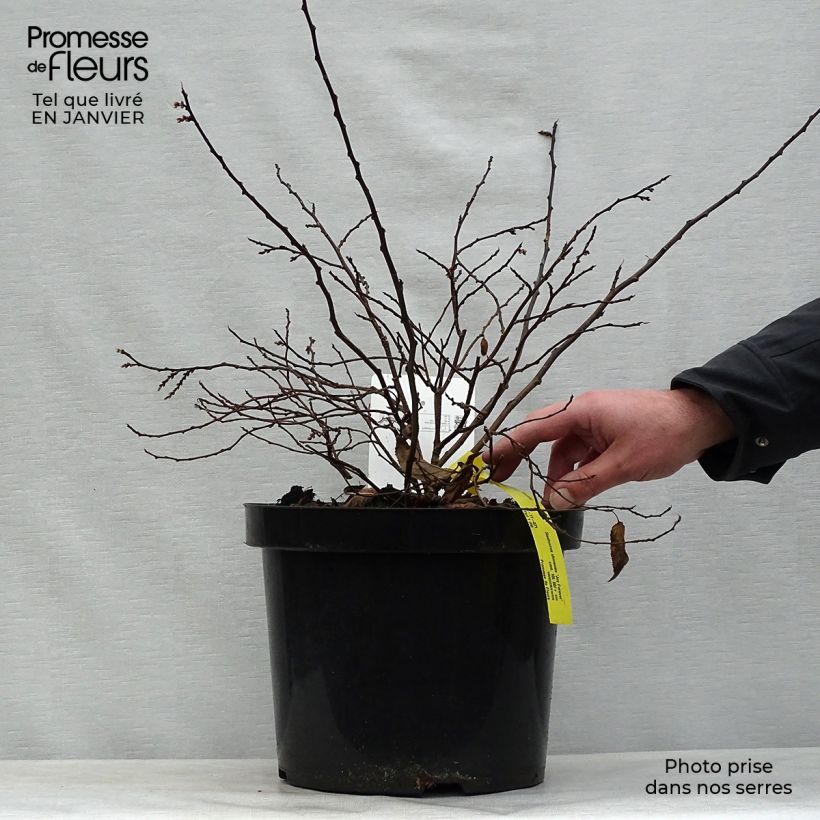 Amostra de Stachyurus chinensis Joy Forever Vaso de 7,5 L/10 L tal como entregue no inverno