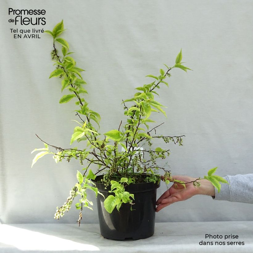 Amostra de Stachyurus chinensis Joy Forever Vaso de 7,5 L/10 L tal como entregue na primavera