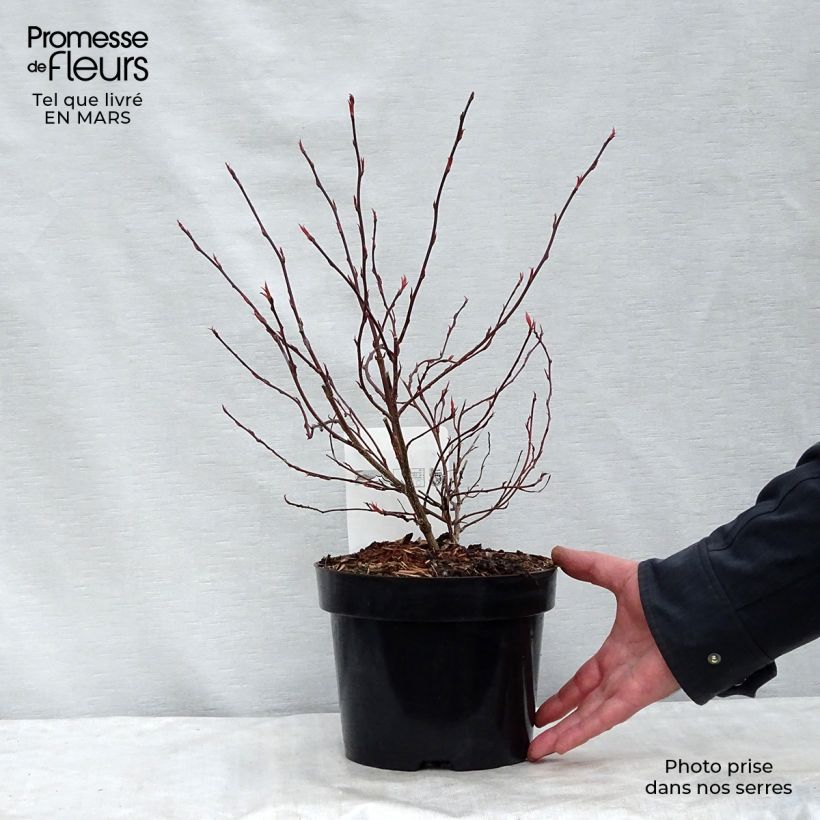 Amostra de Stachyurus chinensis Joy Forever Vaso de 2 L/3 L tal como entregue no inverno