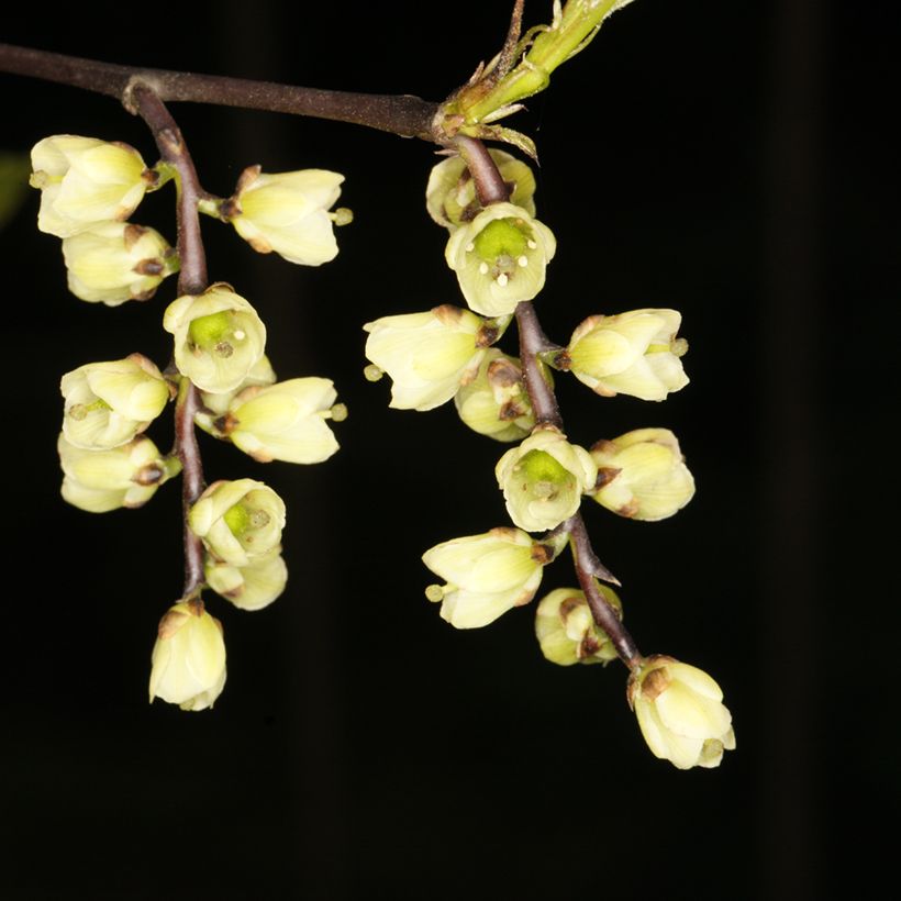 Stachyurus chinensis Wonderful Image (Floração)