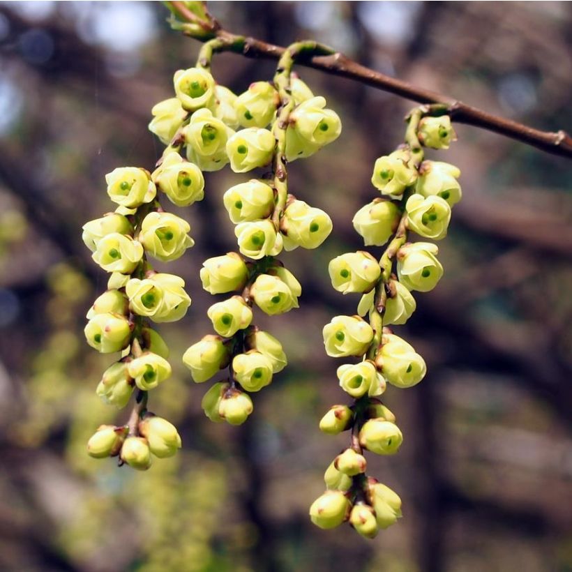 Stachyurus praecox (Floração)