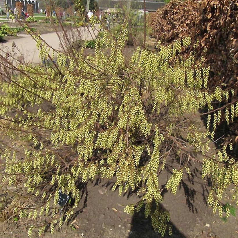 Stachyurus praecox (Hábito)