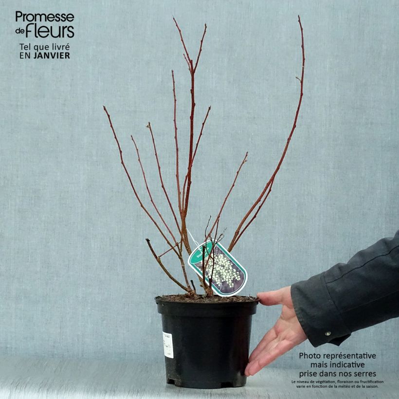 Amostra de Stachyurus praecox Vaso de 2 L/3 L tal como entregue no inverno