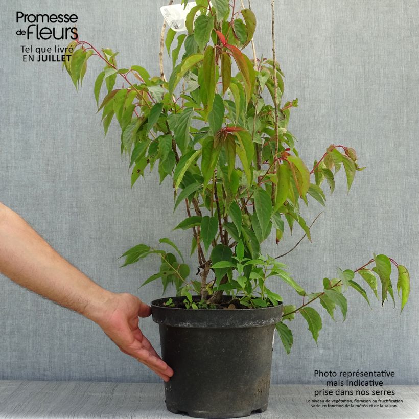 Amostra de Stachyurus praecox Vaso de 2 L/3 L tal como entregue no verão