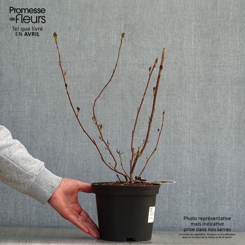 Amostra de Stachyurus praecox Vaso de 2 L/3 L tal como entregue na primavera