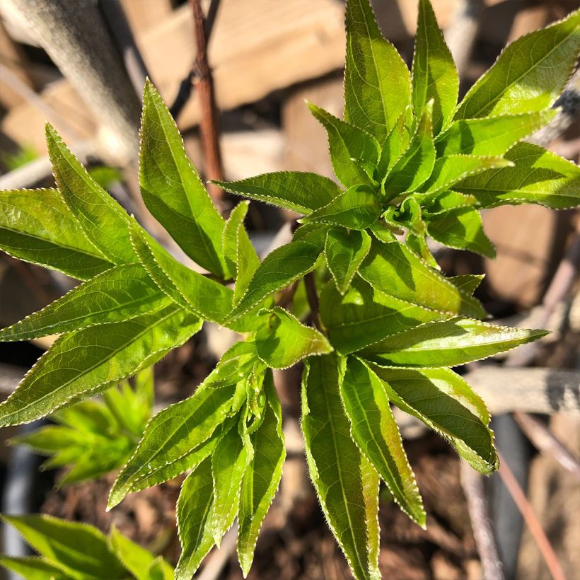 Staphylea colchica Black Jack (Folhagem)