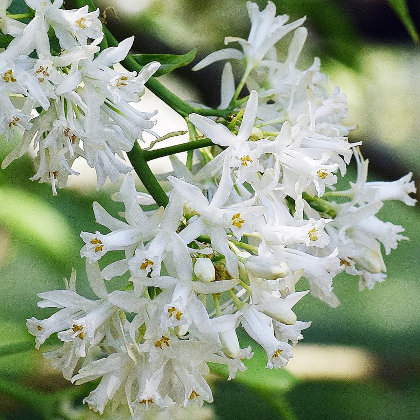 Staphylea colchica Black Jack (Floração)