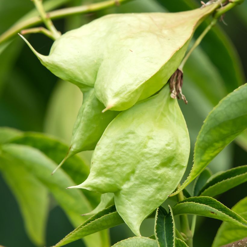 Staphylea colchica Black Jack (Colheita)