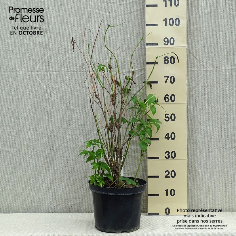 Amostra de Staphylea colchica Vaso de 7,5 L/10 L tal como entregue no outono