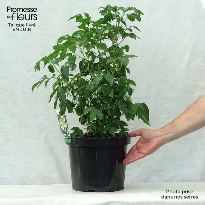 Amostra de Staphylea colchica Vaso de 7,5 L/10 L tal como entregue no verão