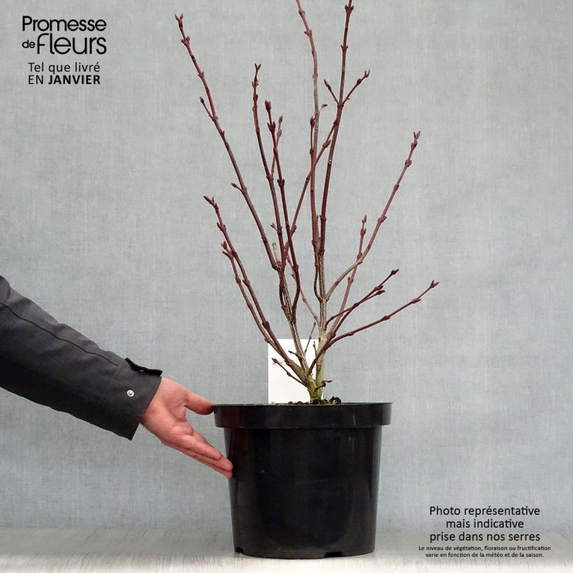 Amostra de Staphylea colchica - Faux pistachier Vaso de 7,5 L/10 L tal como entregue no inverno