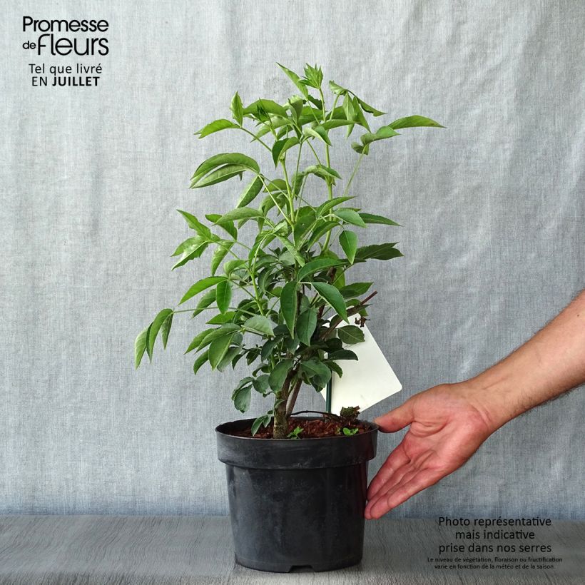 Amostra de Staphylea colchica Vaso de 3 L/4 L tal como entregue no verão