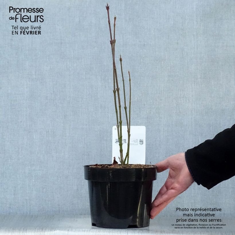 Amostra de Staphylea colchica - Faux pistachier Vaso de 3 L/4 L tal como entregue no inverno