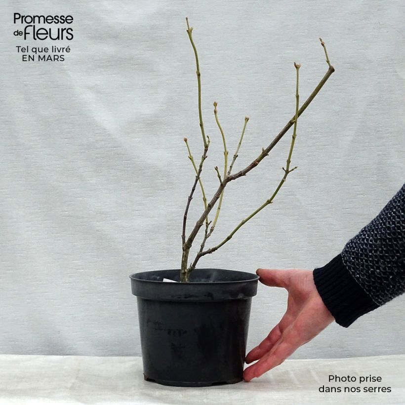 Amostra de Staphylea pinnata Torrão "Pronto a plantar" tal como entregue no inverno