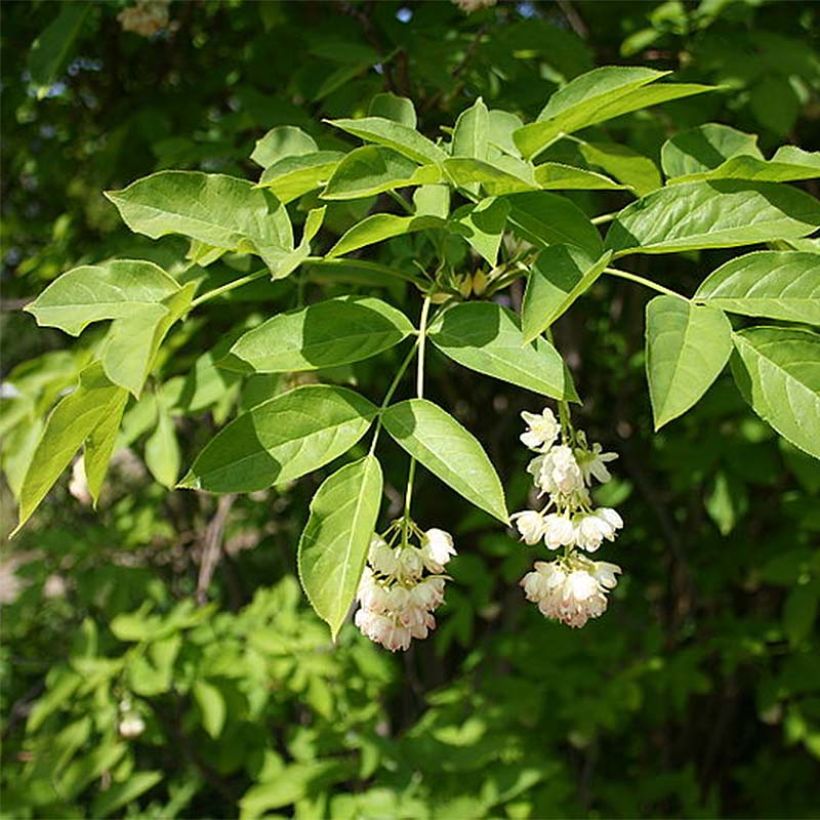 Staphylea pinnata (Floração)