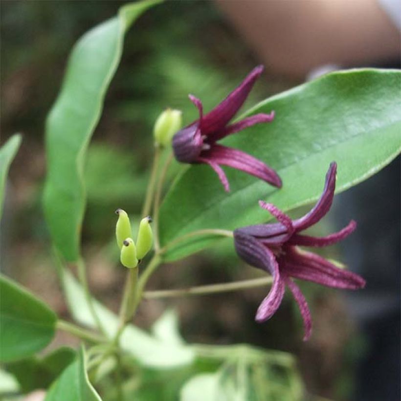 Stauntonia purpurea (Floração)