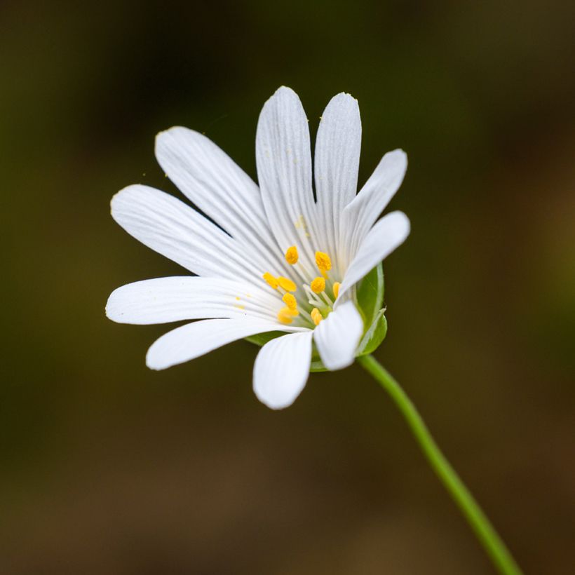 Stellaria holostea (Floração)