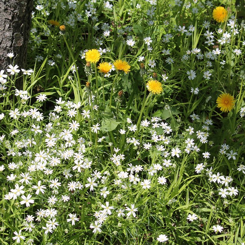 Stellaria holostea (Hábito)