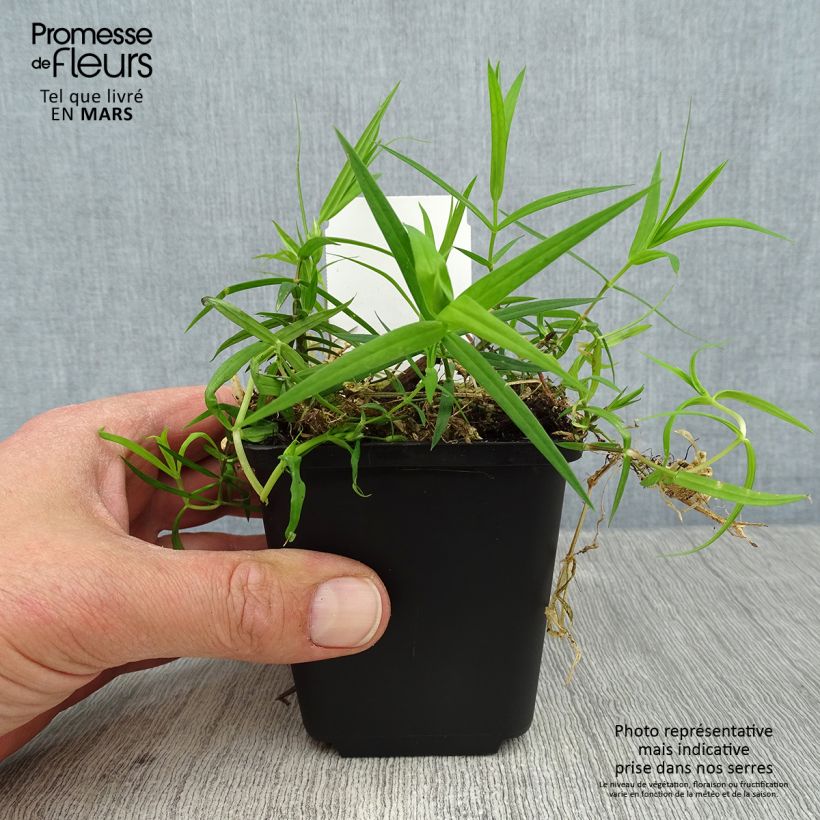 Amostra de Stellaria holostea Vaso de 8/9 cm tal como entregue na primavera