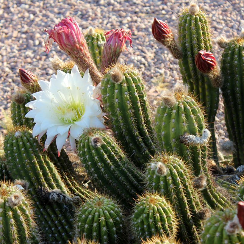 Stenocereus thurberi - Morso-diabólico (Floração)