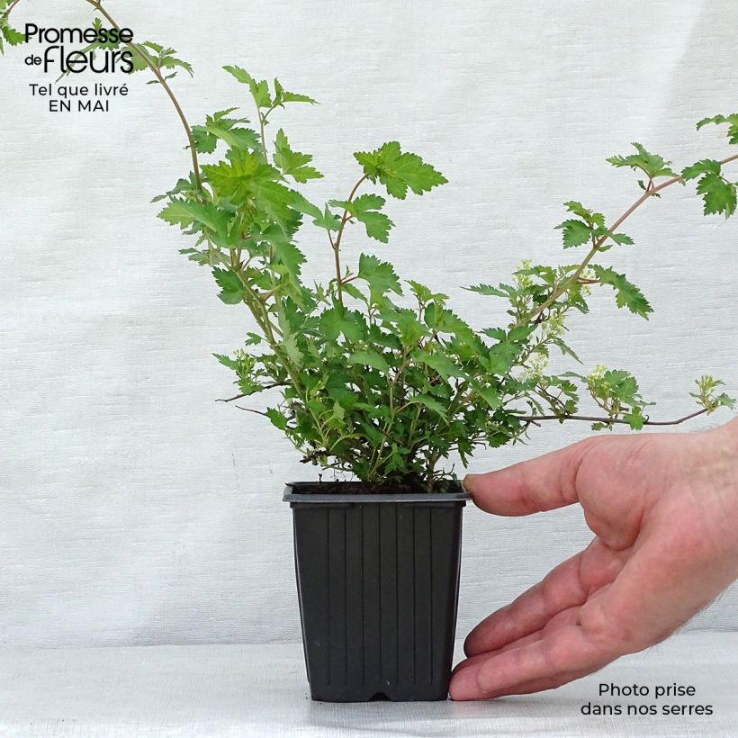 Amostra de Stephanandra incisa Crispa Vaso de 8/9 cm tal como entregue na primavera