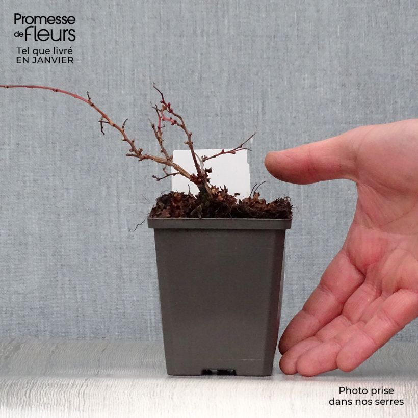 Amostra de Stephanandra incisa Crispa Vaso de 8/9 cm tal como entregue no inverno