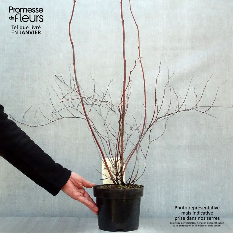 Amostra de Stephanandra tanakae Vaso de 3 L/4 L tal como entregue no inverno