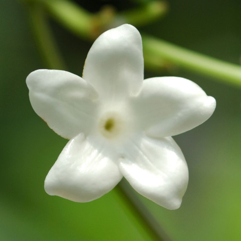 Stephanotis floribunda (Floração)