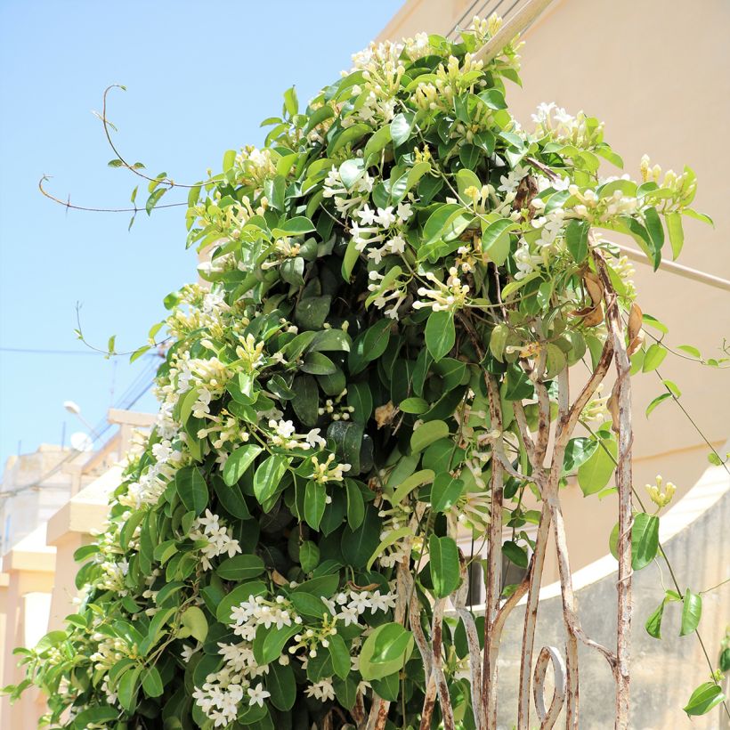 Stephanotis floribunda (Hábito)