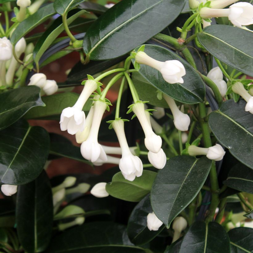 Stephanotis floribunda (Folhagem)