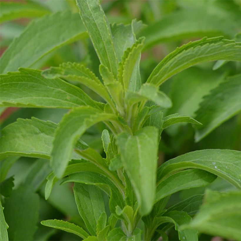Estévia - Stevia rebaudiana (Folhagem)