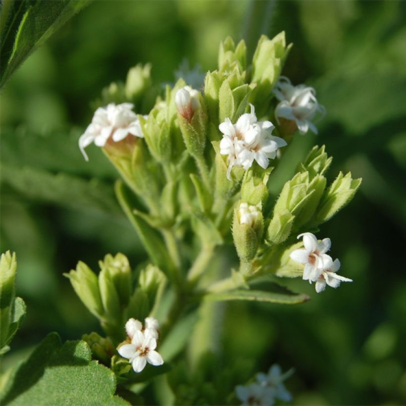 Estévia - Stevia rebaudiana (Floração)