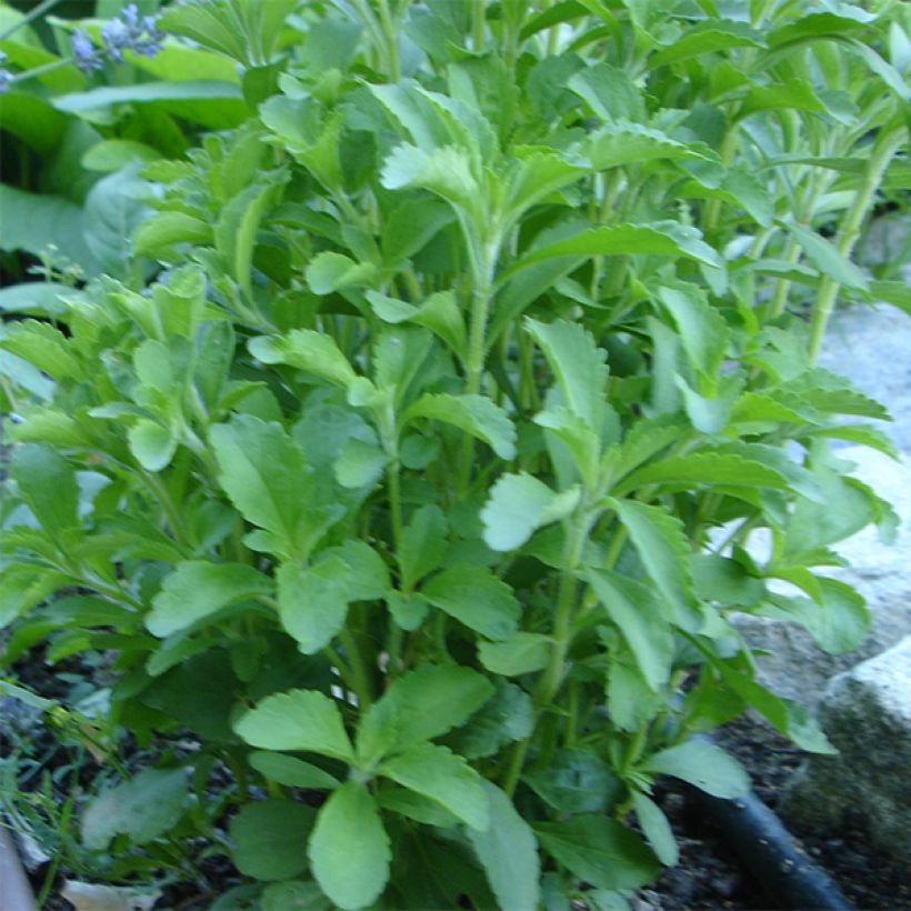 Estévia - Stevia rebaudiana (Hábito)